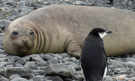Post pinguinos 5