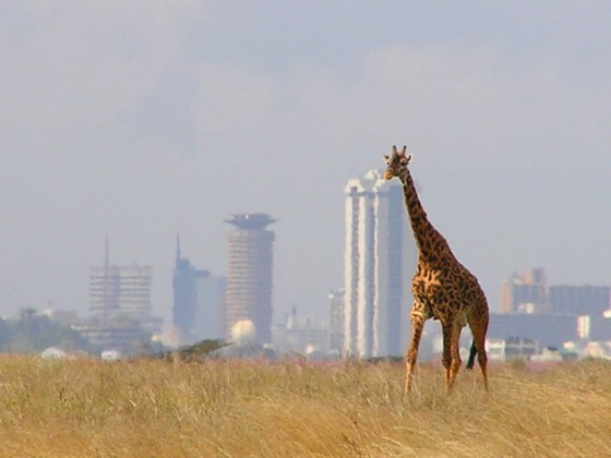 Giraffe_-_Skyline_-_Nairobi_-_Park