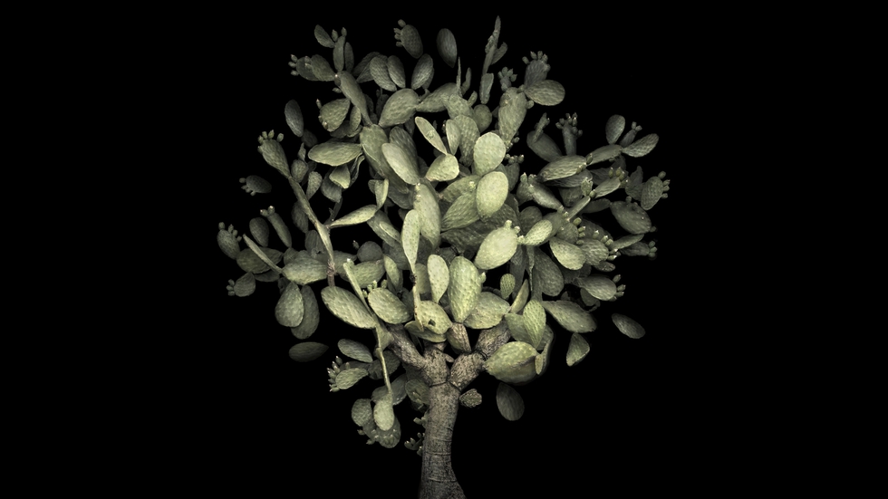 Un nopal (2014), una planta de la familia de las cactáceas cuyo fruto es el higo chumbo.