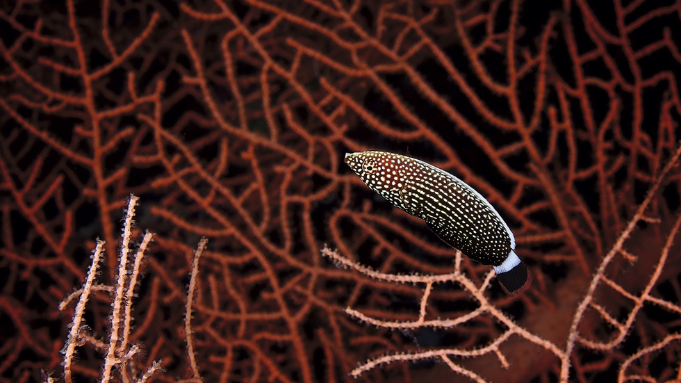 Anampses lineatus, también conocido como pez labrido de líneas. La imagen fue capturada en el parque nacional Ras Muhammad, de Egipto, en septiembre de 2010.