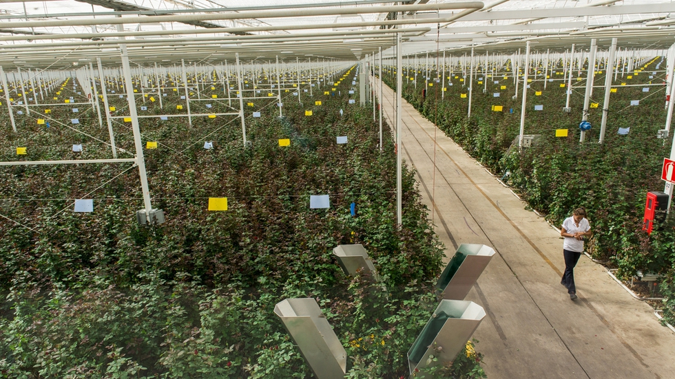 Los invernaderos, con tecnología holandesa, ocupan 14 hectáreas.